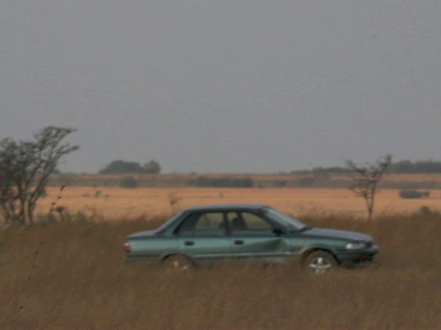 Cistícola del Kalahari - ML201645931