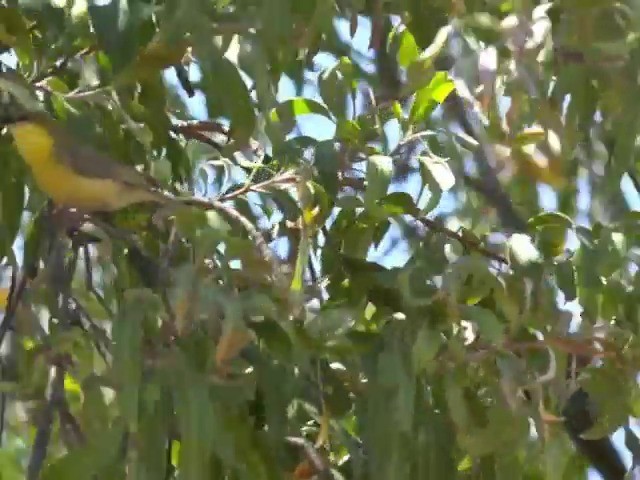 Green-capped Eremomela - ML201645941