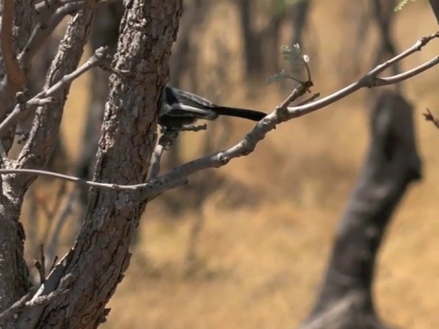 Mésange nègre - ML201645951