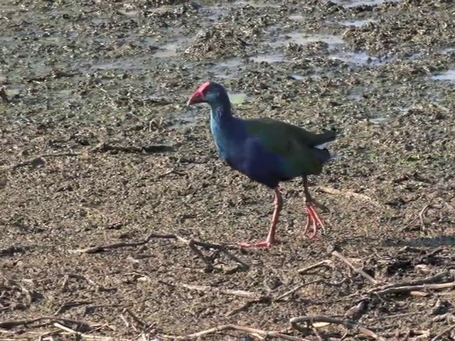 African Swamphen - ML201645971