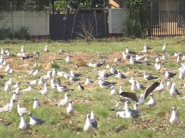 Gaviota Cabecigrís - ML201645991