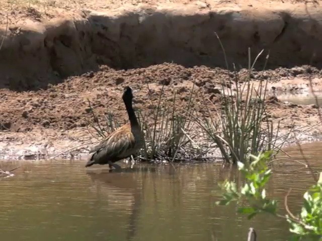 White-faced Whistling-Duck - ML201646011