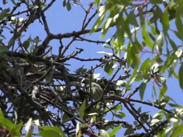 Yellow-fronted Tinkerbird - ML201646021