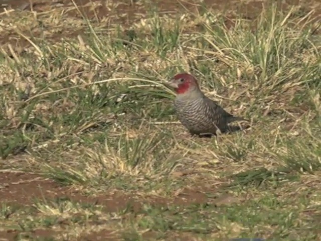 Red-headed Finch - ML201646031