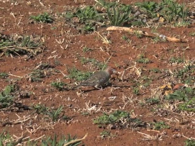 Red-headed Finch - ML201646051