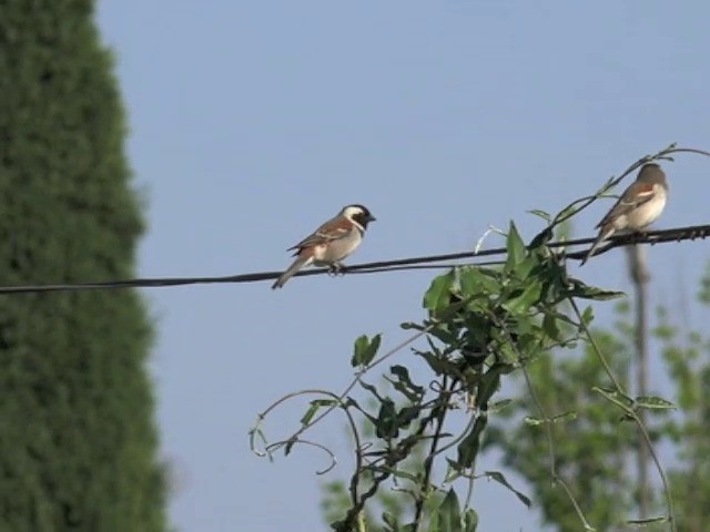 Moineau mélanure - ML201646061