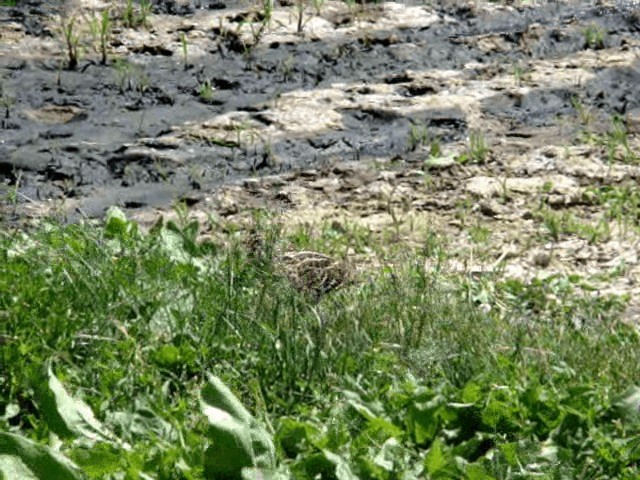 bekasina větší - ML201646171