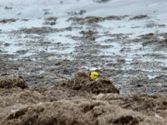 Sarı Başlı Kuyruksallayan (citreola/werae) - ML201646181