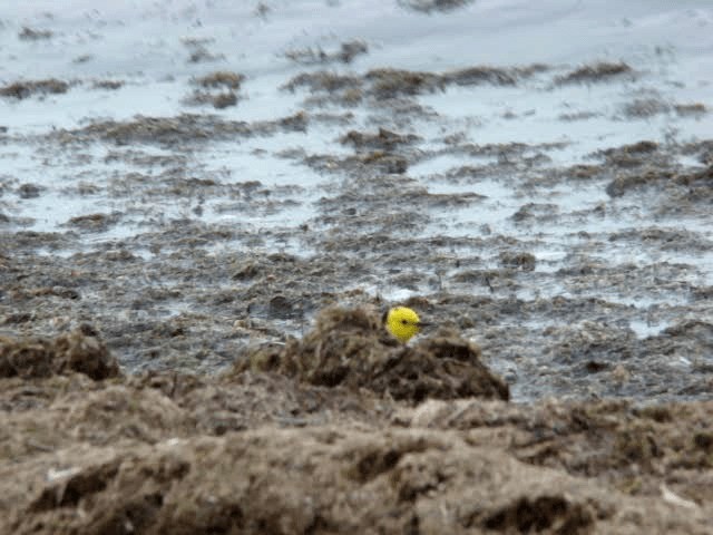 Citrine Wagtail (Gray-backed) - ML201646181