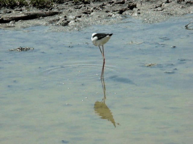 Black-winged Stilt - ML201646191