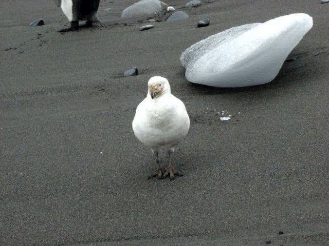 Snowy Sheathbill - ML201646201