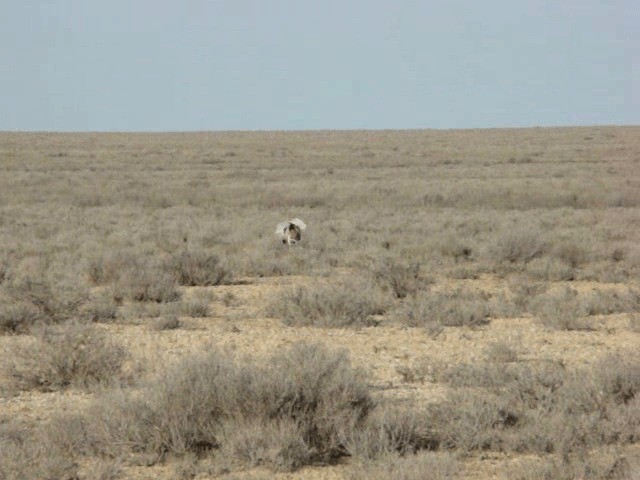 Macqueen's Bustard - ML201646211