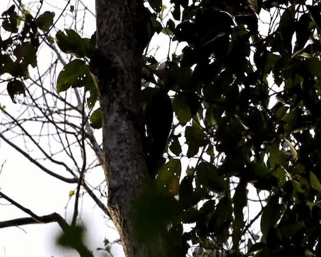 Great Slaty Woodpecker - ML201646261