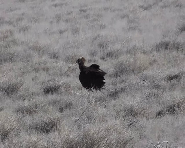 Cinereous Vulture - ML201646271