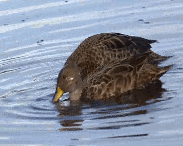 Yellow-billed Pintail (South Georgia) - ML201646281