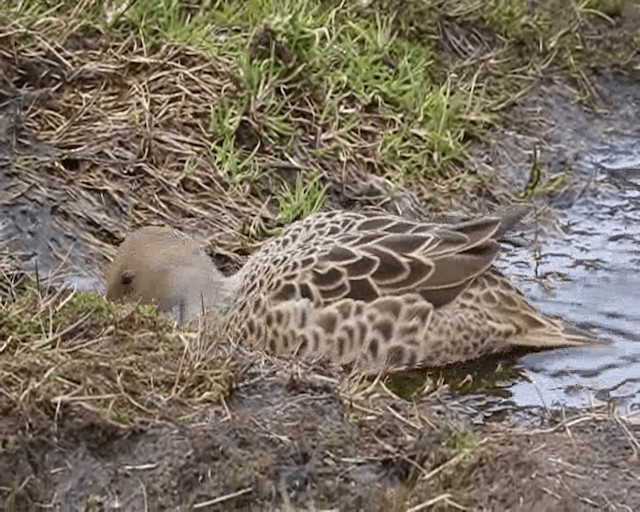 Yellow-billed Pintail (South Georgia) - ML201646291