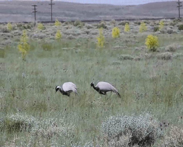 Demoiselle Crane - ML201646301