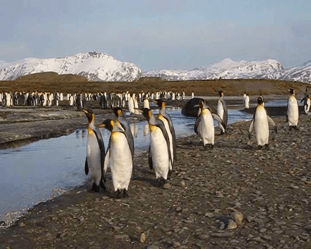 tučňák patagonský - ML201646321