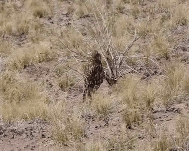 Hibou des marais (flammeus) - ML201646341