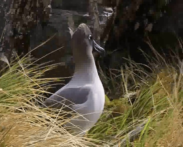 Light-mantled Albatross - ML201646441