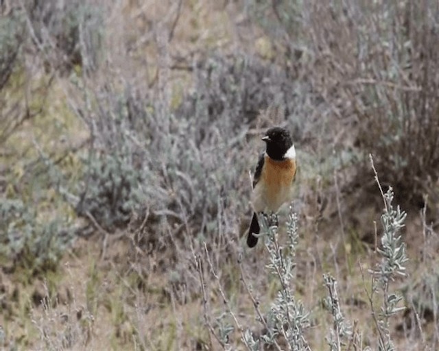 Siberian Stonechat (Siberian) - ML201646501