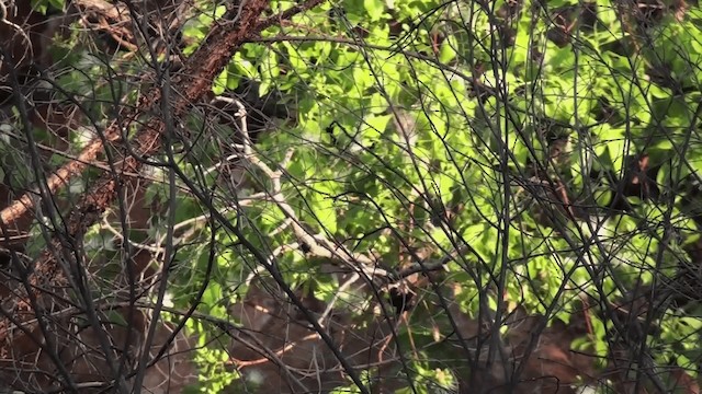 Kimberley Honeyeater - ML201646561