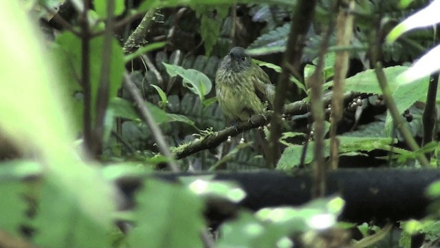 Streak-necked Flycatcher - ML201646601