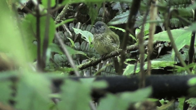 Streak-necked Flycatcher - ML201646611