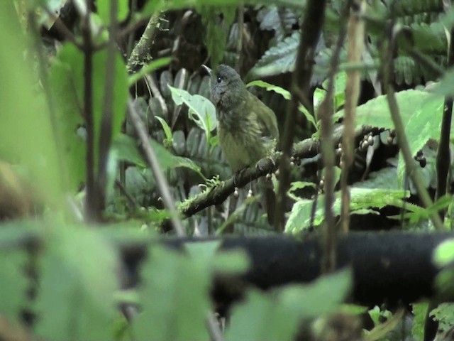 Mosquero Gorjiestriado - ML201646621