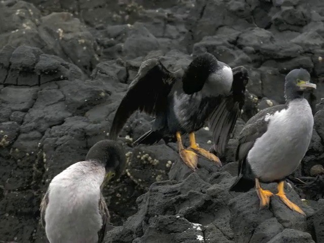 Pitt Island Shag - ML201646831