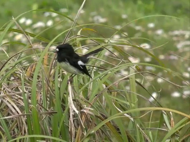 Tomtit (New Zealand) - ML201646871