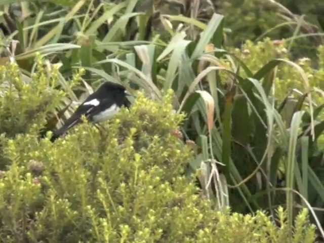 Tomtit Bülbülü [macrocephala grubu] - ML201646931