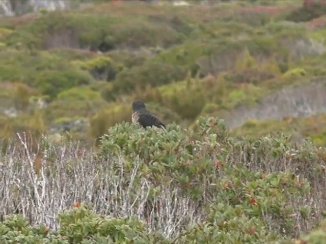 Faucon de Nouvelle-Zélande - ML201646951