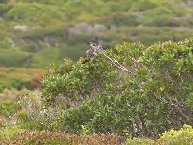 New Zealand Falcon - ML201646961