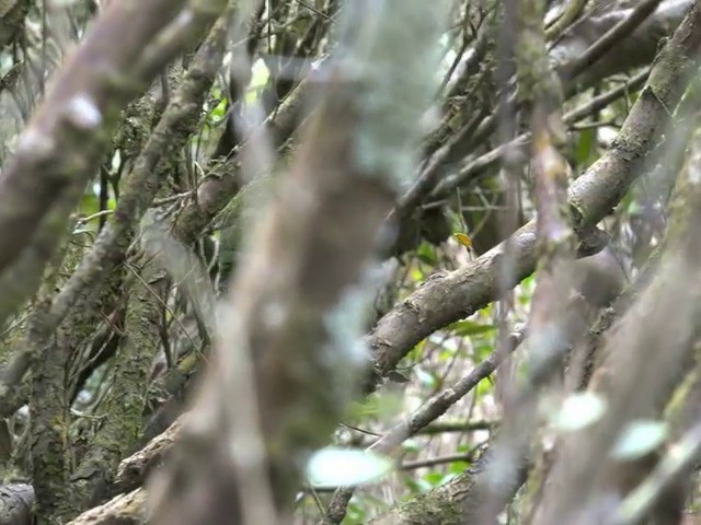 Red-crowned Parakeet - ML201646971