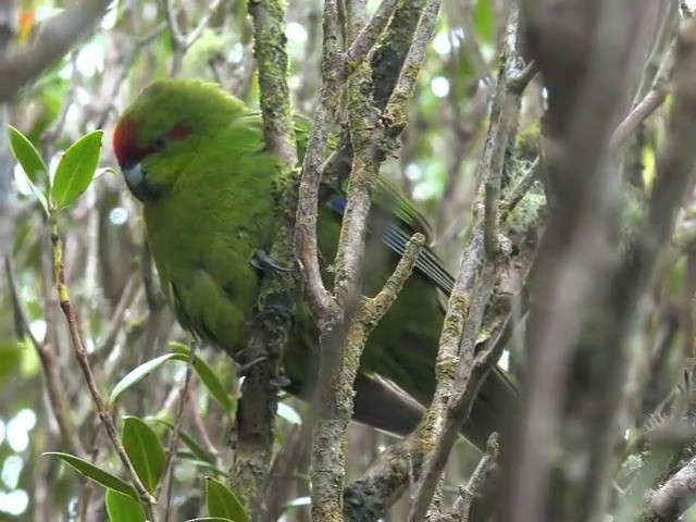 Red-crowned Parakeet - ML201646991