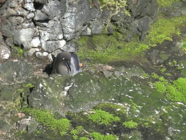 Light-mantled Albatross - ML201647081