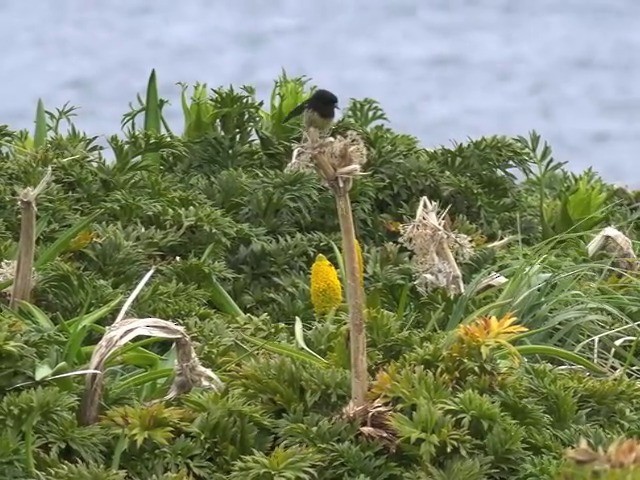 Tomtit (New Zealand) - ML201647111