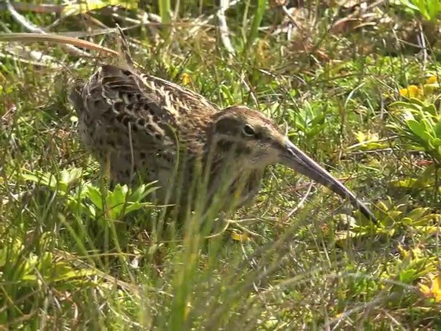 Subantarctic Snipe - ML201647131