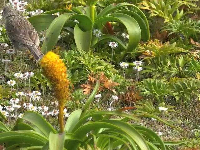 New Zealand Pipit - ML201647171