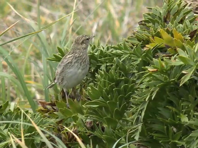 New Zealand Pipit - ML201647191