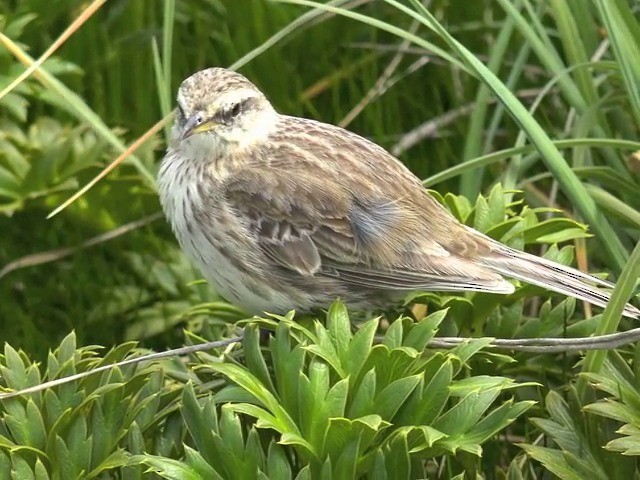 New Zealand Pipit - ML201647201