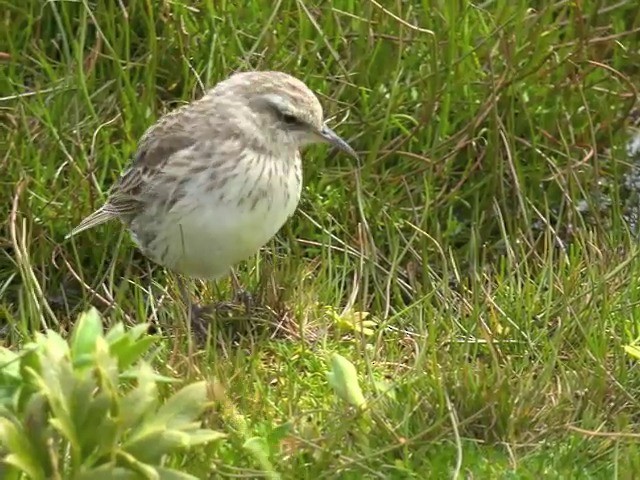 New Zealand Pipit - ML201647211