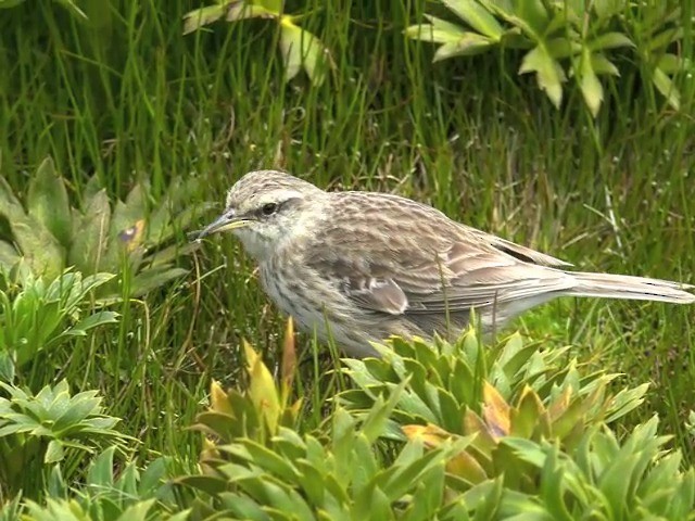 New Zealand Pipit - ML201647221