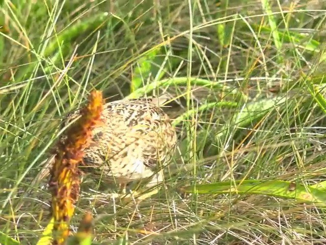 Subantarctic Snipe - ML201647231