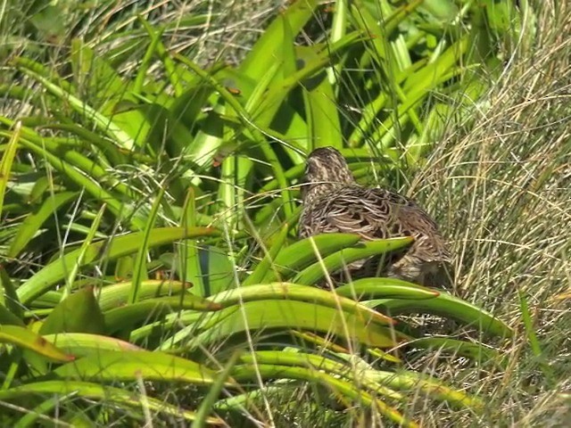 Subantarctic Snipe - ML201647241