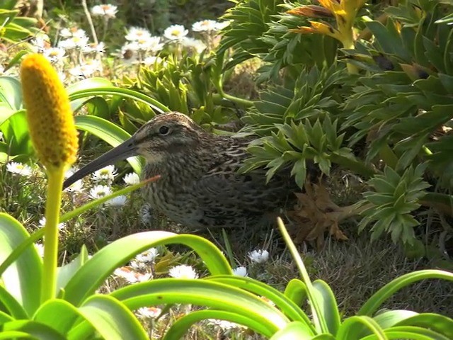 Subantarctic Snipe - ML201647251