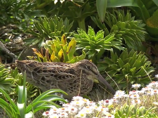 Subantarctic Snipe - ML201647261