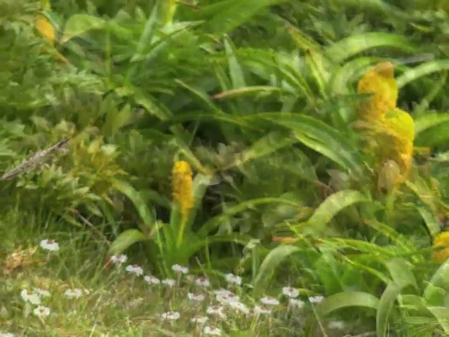 Subantarctic Snipe - ML201647271