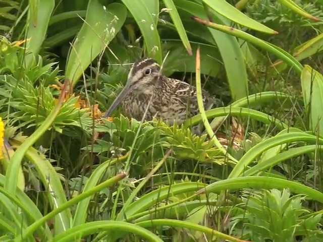 Subantarctic Snipe - ML201647291